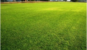 beautiful lawn