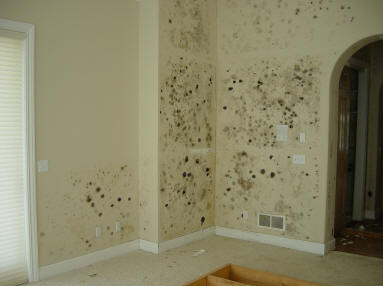 mold infestation