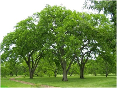 overgrown trees