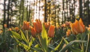 keep garden healthy