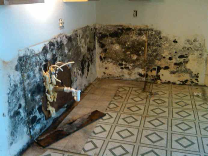 mold removal