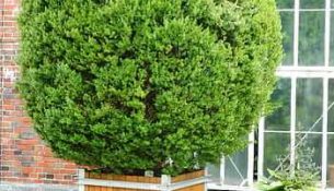 care for thuja green giant