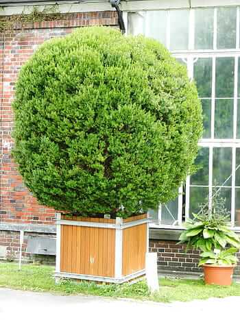 care for thuja green giant