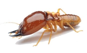 Termite inspections