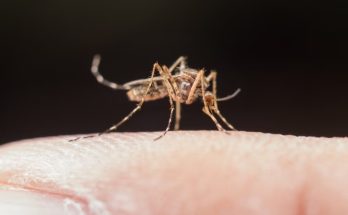 Mosquitoes Hide in the Bedroom