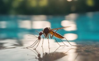 Keep Mosquitoes Away from Pool